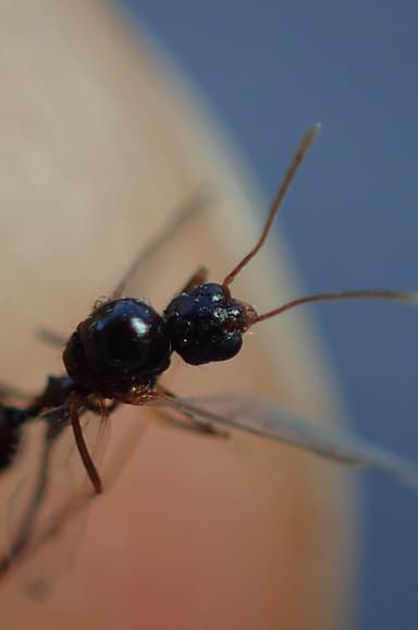 Aphaenogaster gibbosa photo 15