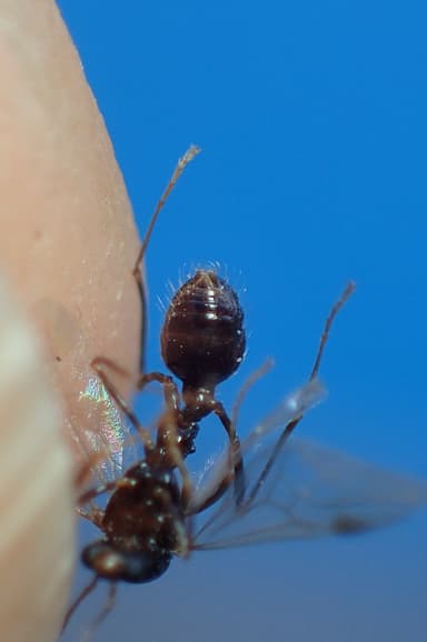 Aphaenogaster gibbosa photo 16