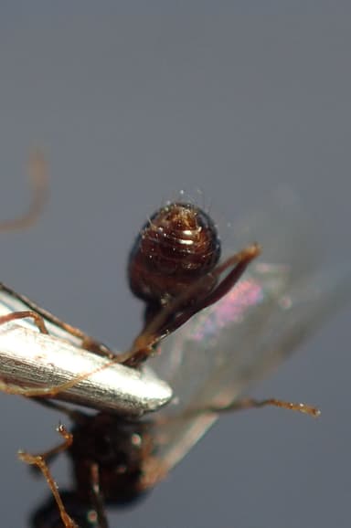 Aphaenogaster gibbosa photo 17