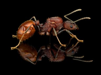 Aphaenogaster lamellidens — queen photo 14