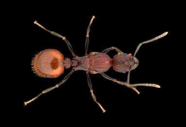 Aphaenogaster lamellidens — queen photo 15