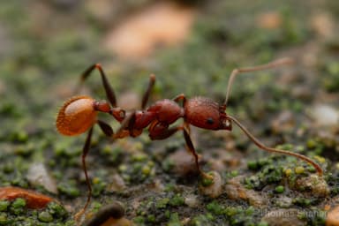 Aphaenogaster lamellidens photo 16