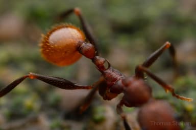 Aphaenogaster lamellidens photo 17