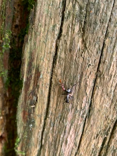 Aphaenogaster lamellidens photo 20