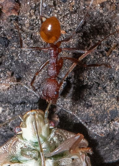 Aphaenogaster lamellidens photo 21