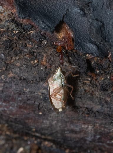 Aphaenogaster lamellidens photo 22