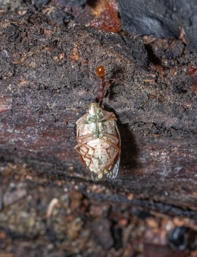 Aphaenogaster lamellidens photo 23