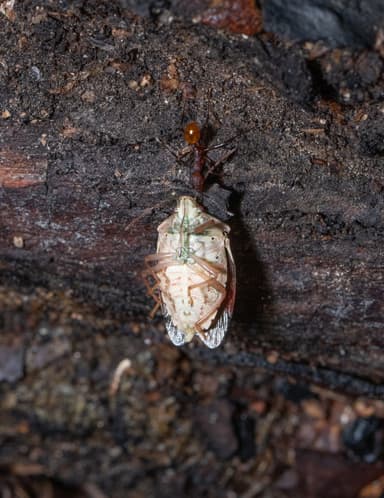 Aphaenogaster lamellidens photo 25