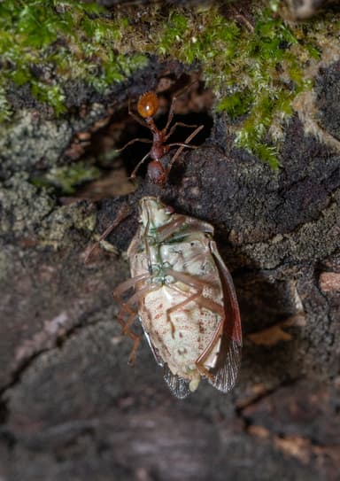 Aphaenogaster lamellidens photo 26