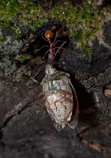 Aphaenogaster lamellidens photo 27