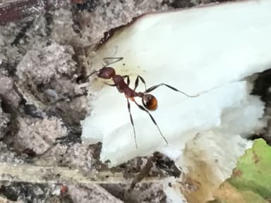 Aphaenogaster lamellidens photo 28
