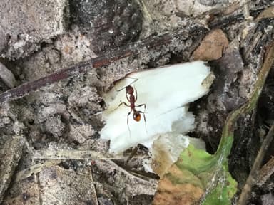 Aphaenogaster lamellidens photo 29