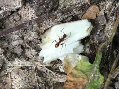 Aphaenogaster lamellidens photo 30