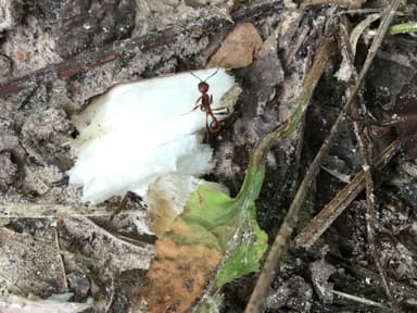 Aphaenogaster lamellidens photo 31