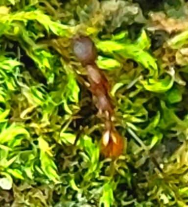Aphaenogaster lamellidens photo 32