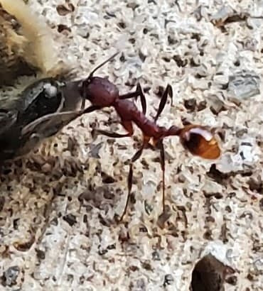 Aphaenogaster lamellidens photo 33