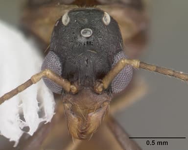 Aphaenogaster lamellidens — queen photo 7