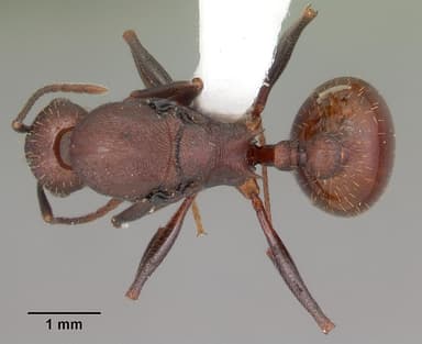 Aphaenogaster lamellidens — queen photo 8