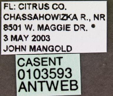 Aphaenogaster lamellidens photo 10