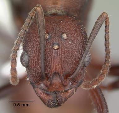 Aphaenogaster lamellidens — queen photo 13