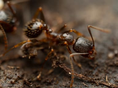 Aphaenogaster occidentalis photo 7