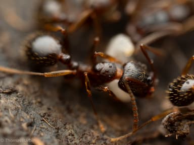 Aphaenogaster occidentalis photo 9
