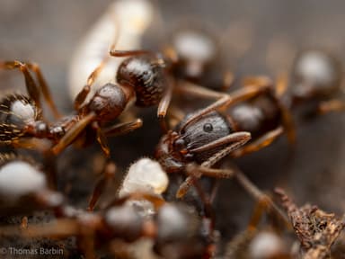 Aphaenogaster occidentalis photo 10