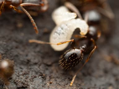 Aphaenogaster occidentalis photo 12