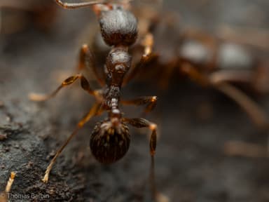 Aphaenogaster occidentalis photo 13