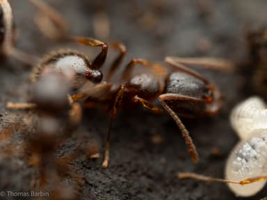 Aphaenogaster occidentalis photo 14