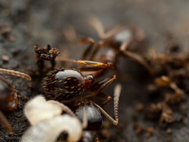 Aphaenogaster occidentalis photo 16