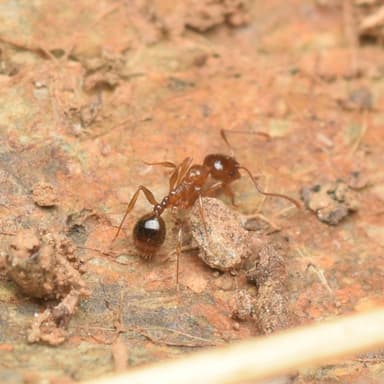 Aphaenogaster occidentalis photo 18
