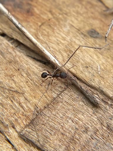 Aphaenogaster occidentalis photo 19