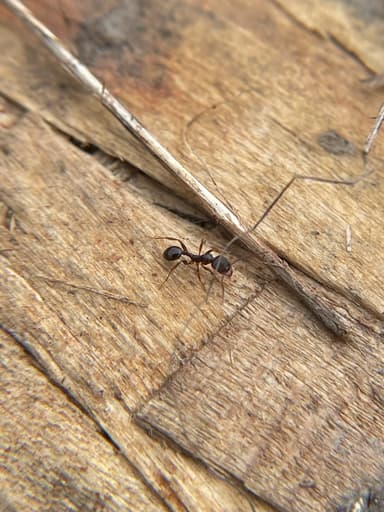 Aphaenogaster occidentalis photo 20