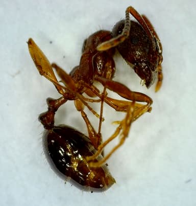 Aphaenogaster occidentalis — worker photo 21