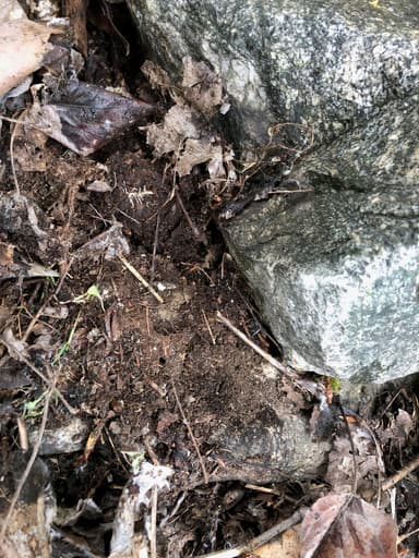 Aphaenogaster occidentalis — worker photo 22