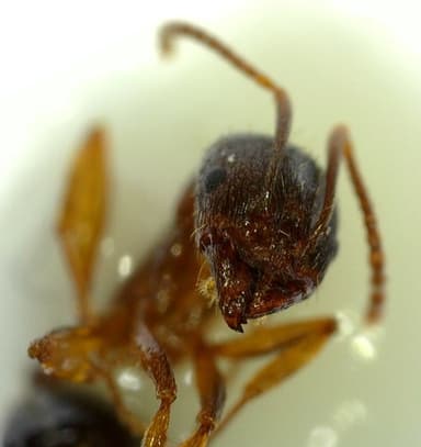 Aphaenogaster occidentalis — worker photo 23