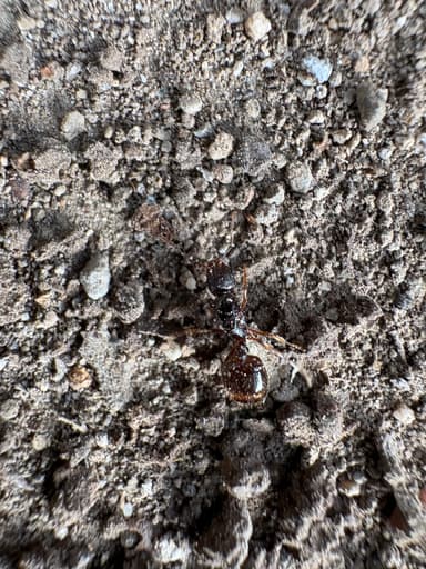 Aphaenogaster occidentalis photo 24