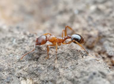 Aphaenogaster occidentalis photo 25