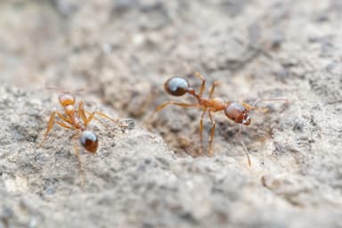 Aphaenogaster occidentalis photo 26