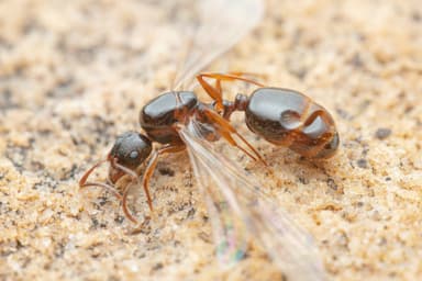 Aphaenogaster occidentalis photo 28