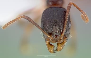 Aphaenogaster occidentalis — queen photo 2
