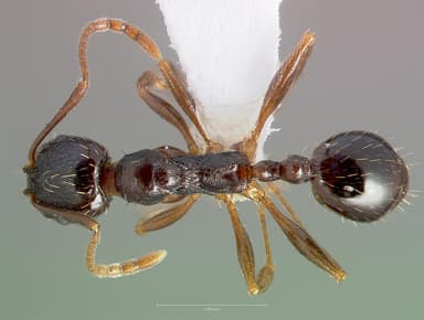 Aphaenogaster occidentalis — queen photo 6