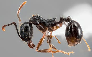Aphaenogaster picea photo 5