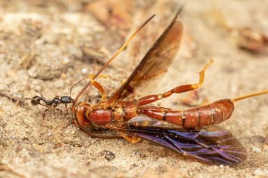 Aphaenogaster picea photo 7