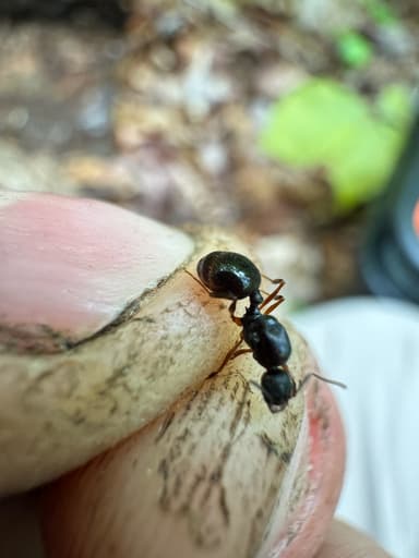 Aphaenogaster picea photo 10
