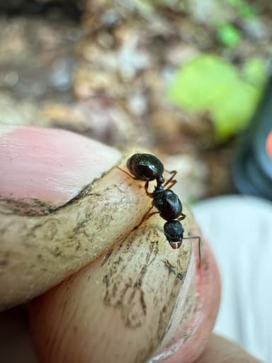 Aphaenogaster picea photo 11