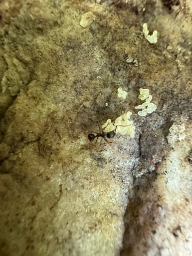 Aphaenogaster picea photo 12