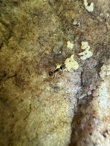 Aphaenogaster picea photo 13