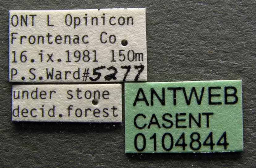 Aphaenogaster picea photo 1